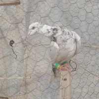 کبوتر هفرنگ