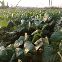 کاه ماشک سبز فروش فوری