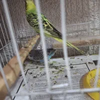 عروس هلندی جفت ومرغ عشق|پرنده|بندرعباس, |دیوار