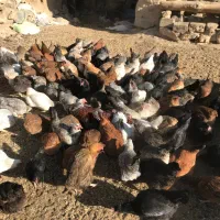 مرغ بومی|حیوانات مزرعه|خوانسار, |دیوار