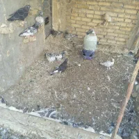 پرنده