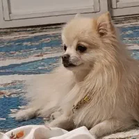 پامر نر|سگ|یزد, |دیوار