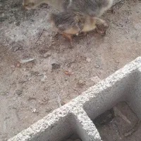 دوعدد جوجه غاز