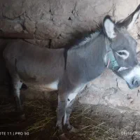 الاغ نر