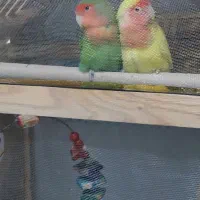 طوطی برزیلی|پرنده|نسیمشهر, |دیوار