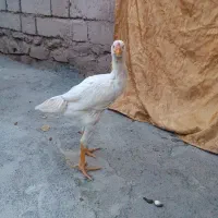 جوجه لاری اصیل