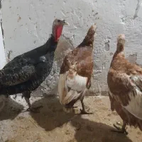 بوقلمون ماده دوساله چاق چاق