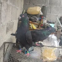 کبوتر|پرنده|رشت, حومه رشت|دیوار