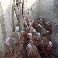 بوقلمون محلی|حیوانات مزرعه|سنندج, |دیوار