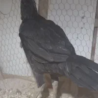 طاقچه لاری اصیل