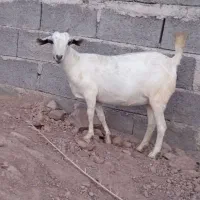 تالی اصل .آبستن.