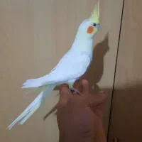 جوجه طوطی عروس