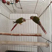 گرینچیک عروس هلندی برزیلی ملنگو