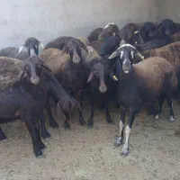 ۳۰راس گوسفند اول شکم تا دوم شکم قزل افشار اصیل