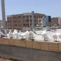 کبوتر دم چتری ودمبی