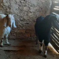 بز جوان|حیوانات مزرعه|صائین قلعه, |دیوار