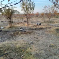 ۷ عدد بوقلمون|حیوانات مزرعه|زنجان, |دیوار