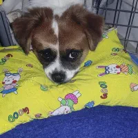 واگذاری شیتزو