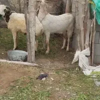 بز شیری فاریاب