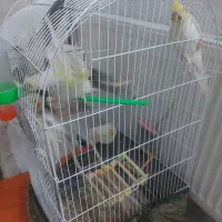 عروس هلندی