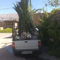 سرو ناز اصلی دومترو نیم تا سه مترو نیم 180