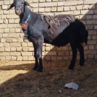 شیشک قوچ  دوشیره قره قزل.بره.میش