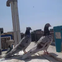 کفتر جفتی هم پرشی