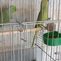 طوطی ملنگو رو تخم|پرنده|بوئین زهرا, |دیوار