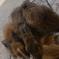 سه عدد خرگوش