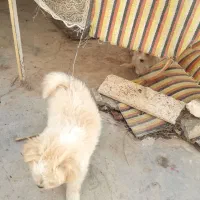 یک جفت سگ پامر روباهی بهمراه توله های آن