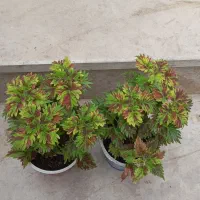 گل.|گل و گیاه طبیعی|خرم‌آباد, |دیوار