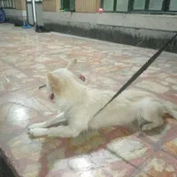 سگ آروم و بی صدا|سگ|شیراز, گلشن|دیوار