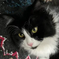 واگذاری رایگان