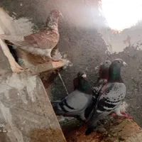 10عدد کبوتر نر