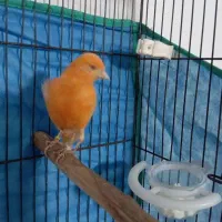 قناری نر|پرنده|اردبیل, |دیوار