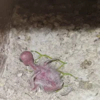 جفت کوتوله برزیلی مولد رنگ خاص با جوجه و قفس،لوازم|پرنده|اسلامشهر, شهرک مصطفی خمینی|دیوار