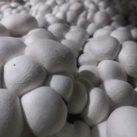 بذرقارچ دکمه ای|خدمات باغبانی و درختکاری|بندر ماهشهر, |دیوار