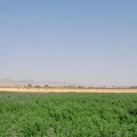 بذر یونجه تخم یونجه همدان سورت شده|گل و گیاه طبیعی|کبودرآهنگ, |دیوار