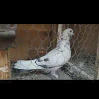 کبوترهای پرشی و ساعتی|پرنده|هشتگرد, ایقربلاغ|دیوار