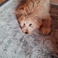 واگذاری سگ پودل