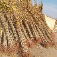 صنوبر برای بادشکن و جنگلکاری کیفیت تضمینی|خدمات باغبانی و درختکاری|رشت, شهرک قدس|دیوار