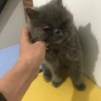 گربه پرشین ۳ تومن|گربه|تهران, گلستان (شهرک راه آهن)|دیوار