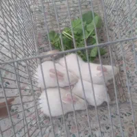 تعدادی بچه خرگوش ناز بفروش میرسد|موش و خرگوش|بندرعباس, |دیوار