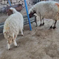 گوسفند میش بره