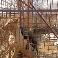 نژاد پیت بول|سگ|نوشین شهر, |دیوار