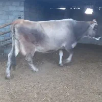 گاوسویسی باگوساله فروشی|حیوانات مزرعه|جغتای, |دیوار