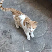 واگذاری گربه نارنجی