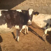 ۲ راس گاو سرپستان