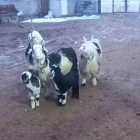 بز بختیاری|حیوانات مزرعه|کرمانشاه, |دیوار