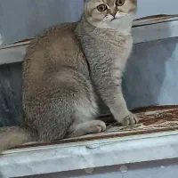 گربه بریتیش|گربه|سنندج, |دیوار